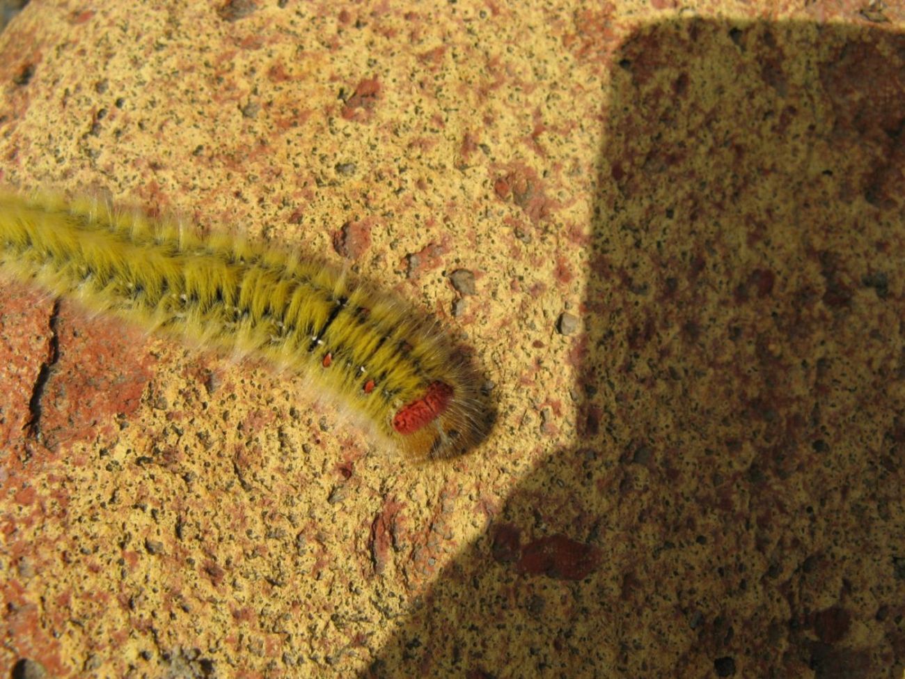 identificazine bruco